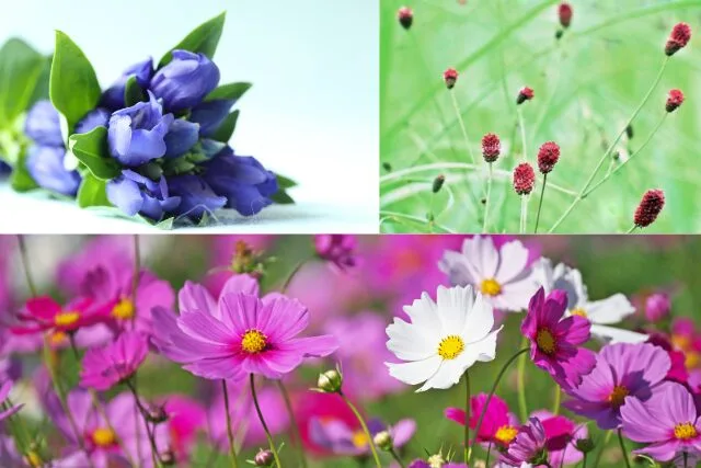 秋の花の写真