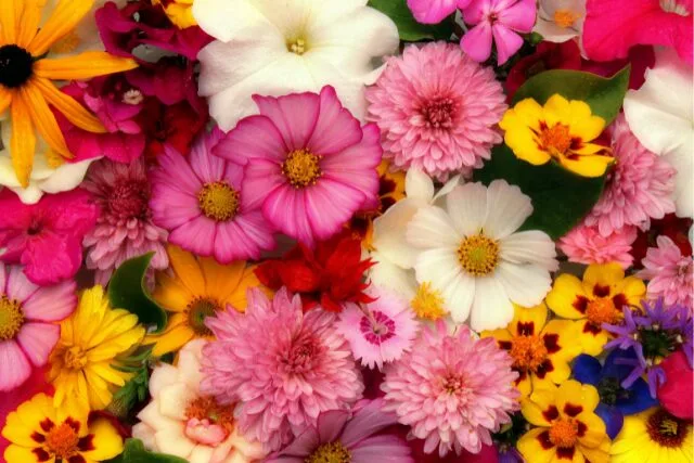 コスモスなど秋の花の写真