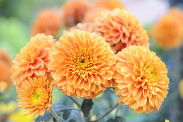マム（菊）の写真