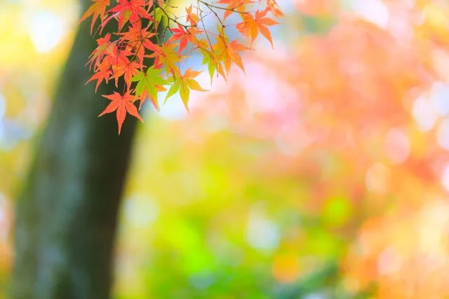 秋の紅葉の葉と木漏れ日
