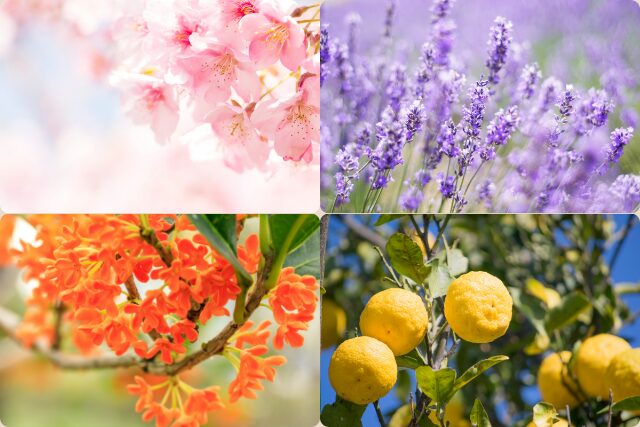 桜、ラベンダー、金木犀、柚子の写真を並べたコラージュ。季節の移ろいを感じる香りのイメージ
