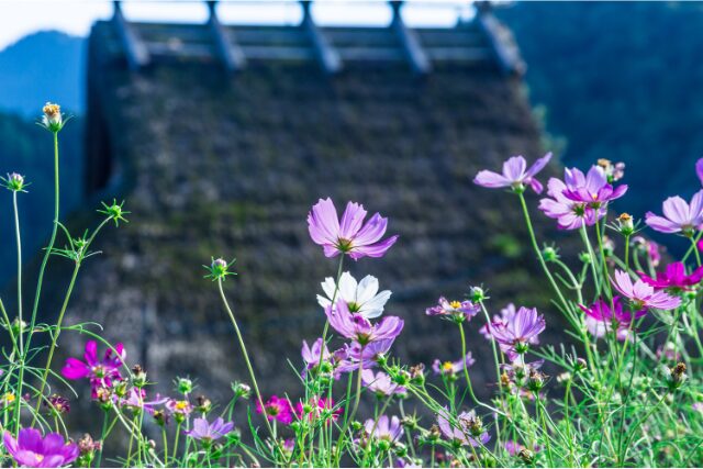 茅葺き屋根の古民家の前に咲くコスモスの花。秋の穏やかな光に包まれた日本の原風景。