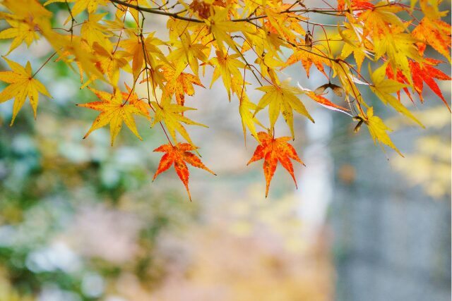 秋の陽ざしに透ける赤や黄色のもみじの葉。季節のぬくもりを感じる穏やかな風景。