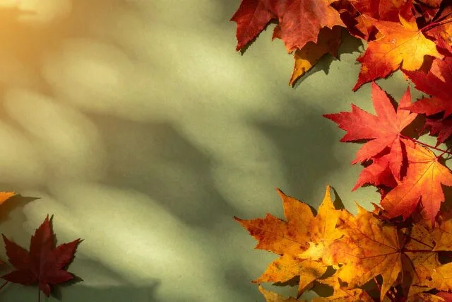 秋の午後、紅葉の葉がやわらかな光と影を落とす様子。