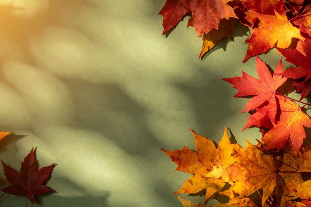秋の午後、紅葉の葉がやわらかな光と影を落とす様子。