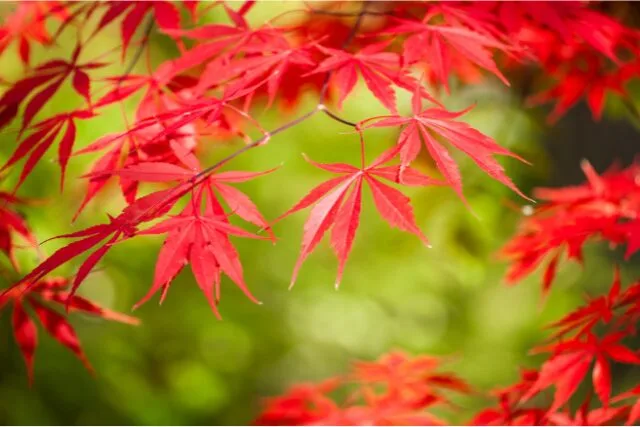 紅葉したイロハモミジの写真