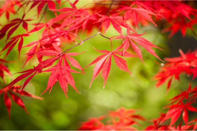 紅葉したイロハモミジの写真