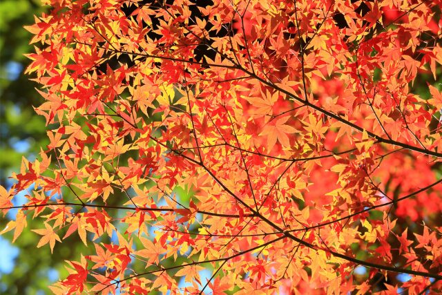 紅葉したカエデの写真