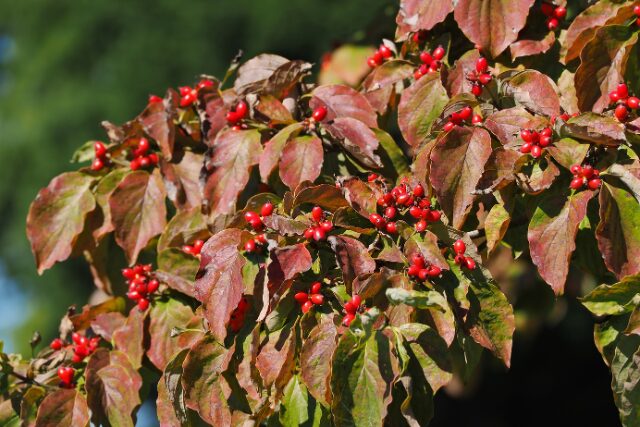 紅葉したハナミズキの葉と赤い実の写真