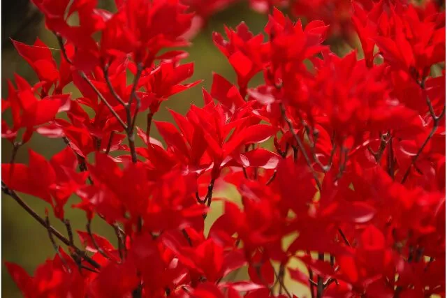 紅葉したドウダンツツジの写真