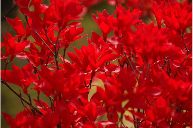 紅葉したドウダンツツジの写真