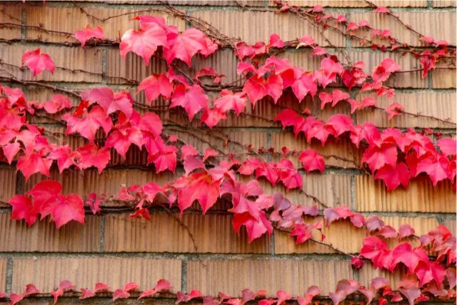 紅葉したツタが壁を這う写真