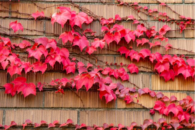 紅葉したツタが壁を這う写真