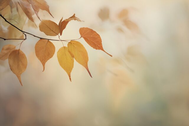光を透かして色づく枝先の葉。秋の深まりを告げる静かな一瞬。