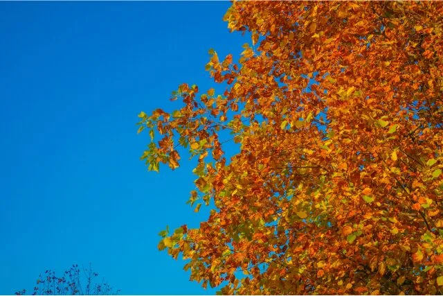 青空を背景に広がる紅葉した木の枝。見上げた先に広がる秋の景色。
