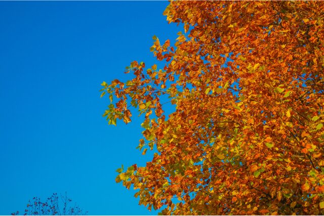 青空を背景に広がる紅葉した木の枝。見上げた先に広がる秋の景色。
