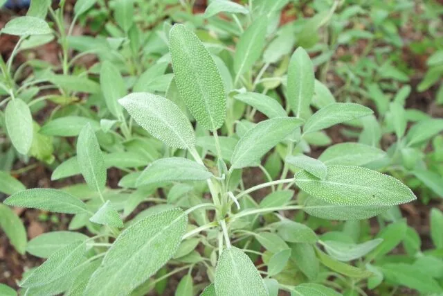 セージの葉の写真