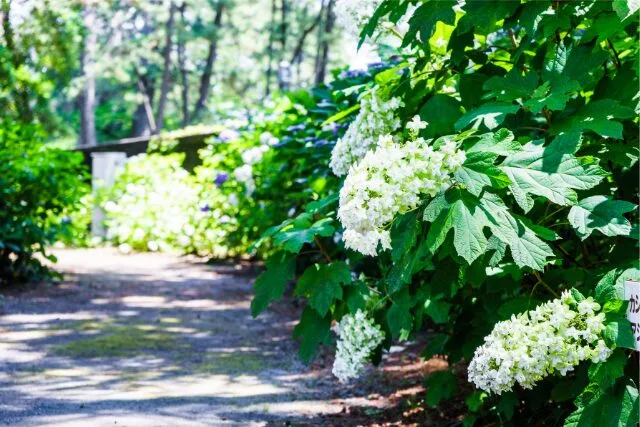 白い紫陽花が咲く小径の写真