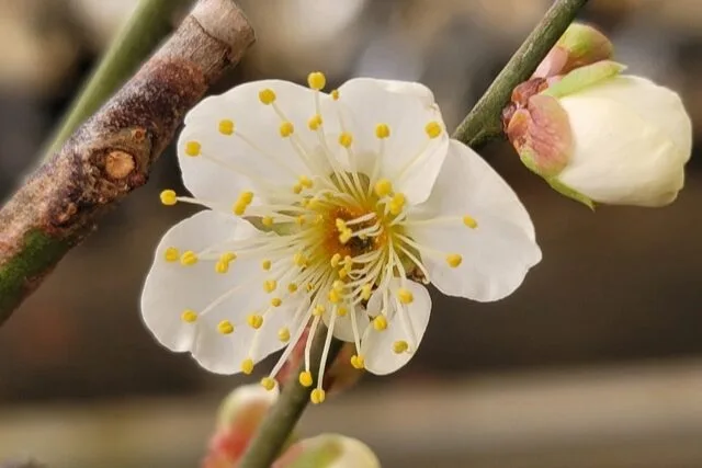 冬至梅の写真