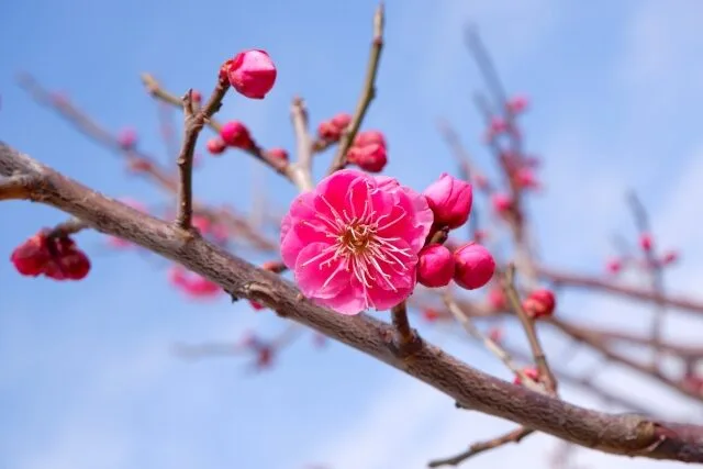 八重寒紅の写真