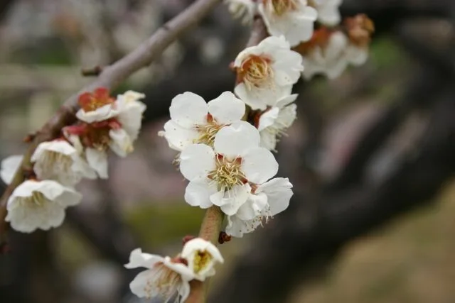白加賀（梅の品種）の写真