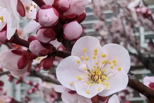 豊後（梅の品種）の写真