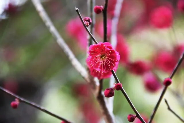 鹿児島紅（梅の品種）の写真