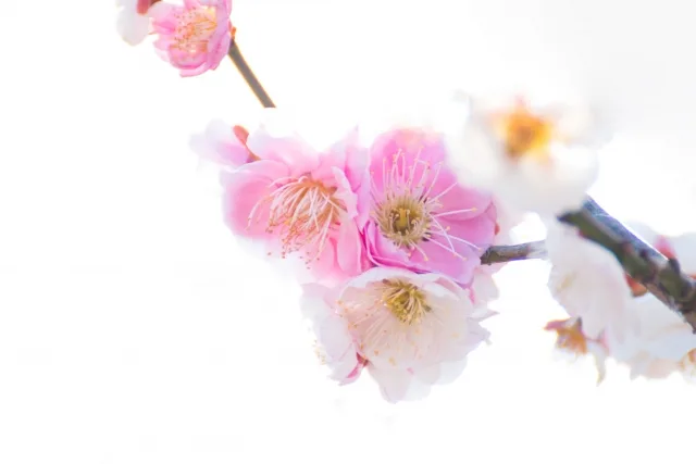 思いのまま（梅の品種）の写真