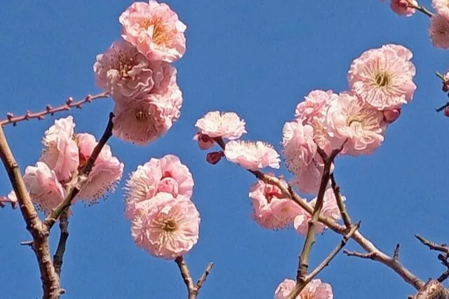 楊貴妃（梅の品種）の写真