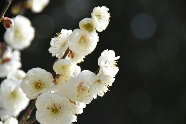 玉牡丹（梅の品種）の写真