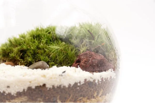 苔テラリウムの写真