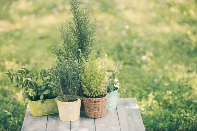 屋外の鉢植えハーブの写真