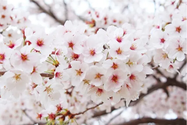 ソメイヨシノの花の写真