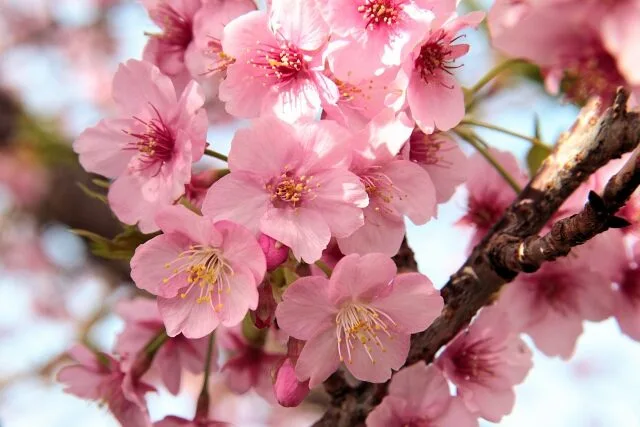 河津桜の花の写真