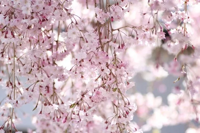 枝垂れ桜の花の写真