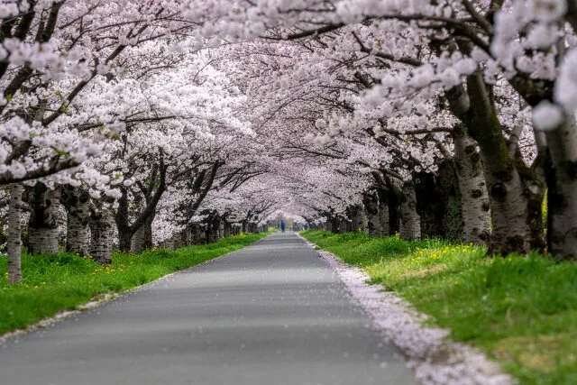 桜並木の道の写真