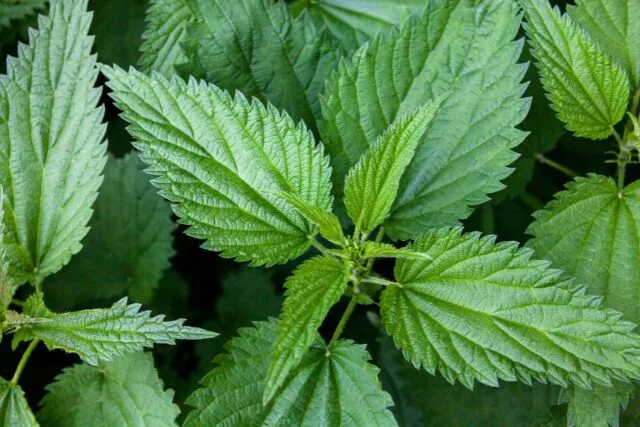 ネトルの写真