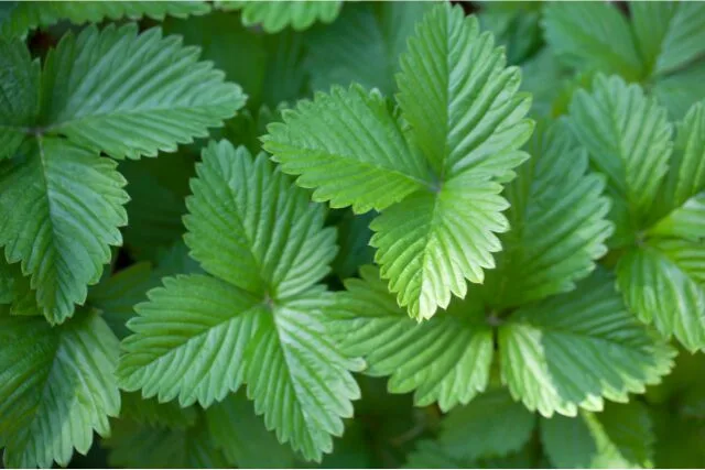 ストロベリーリーフの写真