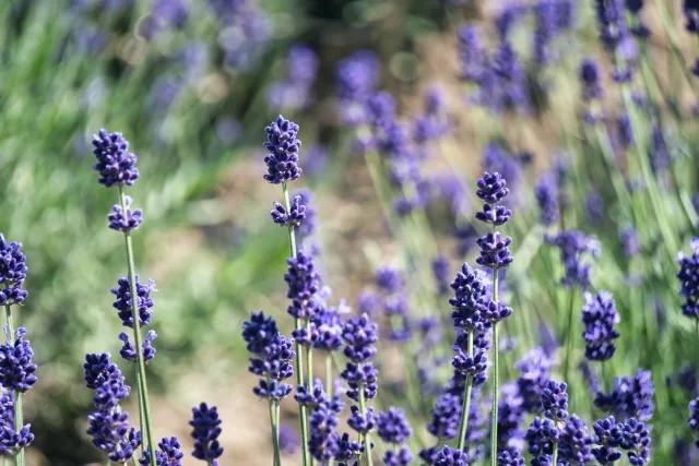ラベンダーの写真