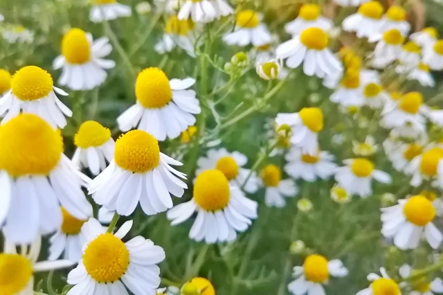 カモミールジャーマンの写真