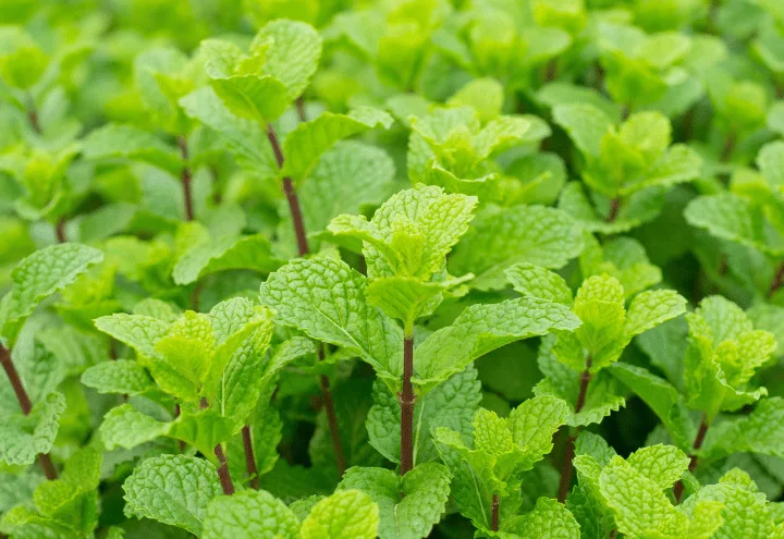 ペパーミントの写真